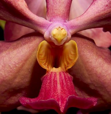 Vanda Orange