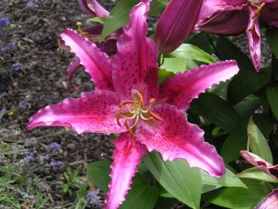 Another type of lily