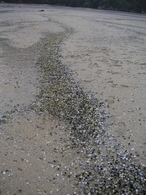Waves of shells
