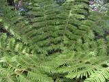 Ferns everywhere
