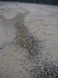 Waves of shells