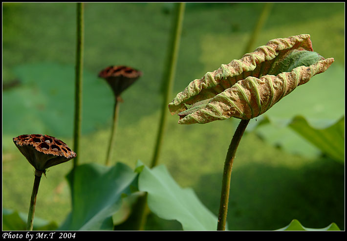 Crop_DSCF3324.jpg