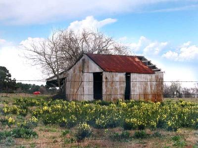 Daffodils & Rusty Building
