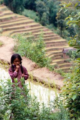 Girl Amongst Rice Terraces, Siruwari Balami Gau