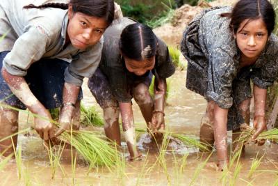 Planting Rice, Siruwari Balami Gau