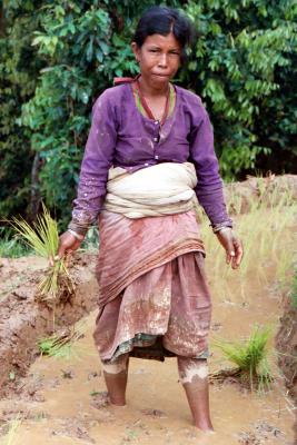 Sita Planting Rice, Siruwari Balami Gau