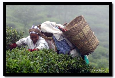 Laughter Picking Tea, Darjeeling