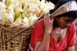 Corn Harvest, Siruwari