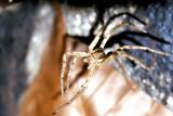 Spider, Nuwakot