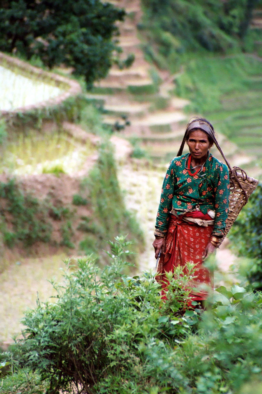 Farming Woman, Siruwari Balami Gau