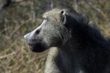 Kruger Park - Male Baboon