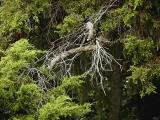 Dead tree branch.jpg(284)