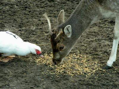 Duck and Deer by lammert01 *