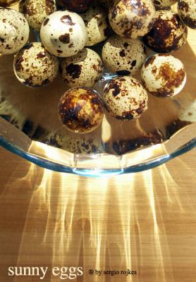 sunny eggs by sergio rojkes.jpg