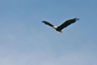 {Q-E}T3826 Eagle at Chippewa Park Lake.jpg