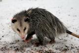 Opossum