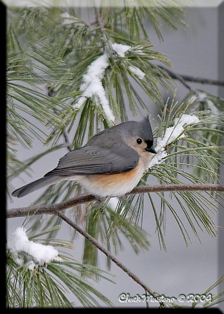 Tufted Titmouse