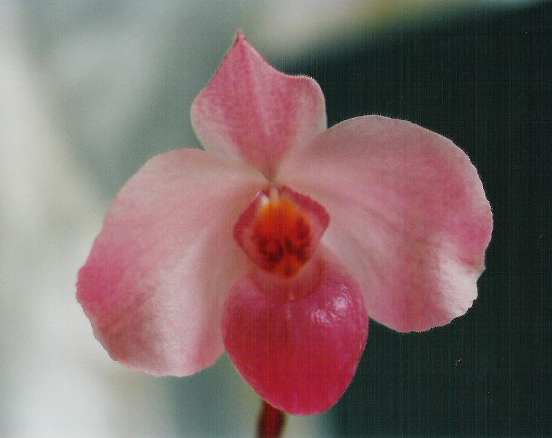 paph. delenatii