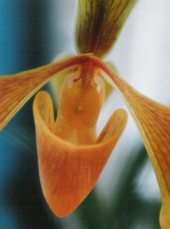 paph. villosum