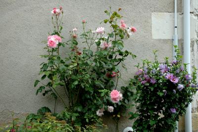 DSC_0137.JPG