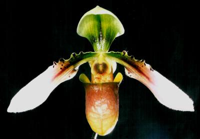 paph. wolterianum