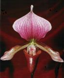 paph. charlesworthii