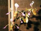 paph. haynaldianum