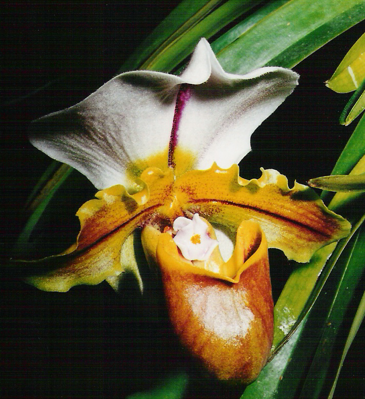 paph. spicerianum