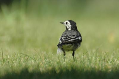 Pied wagtail (Motacilla alba yarrellii)