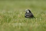 Pied wagtail (Motacilla alba yarrellii)