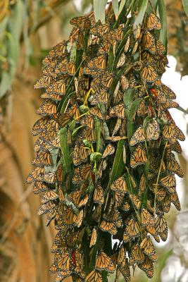 u39/ninadartworks/medium/25326006.overwinteringmonarchs2.jpg