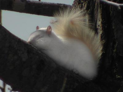 Albino Squirrel