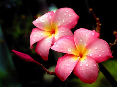 pink and yellow