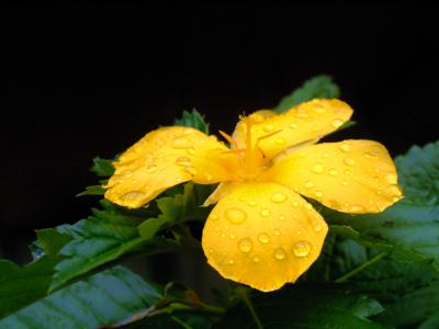 rain shower drenched