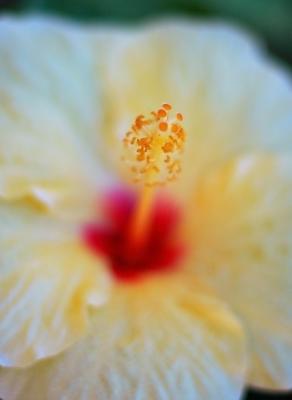 DSC_8463FlowerFxSh2Cr_Sm.jpg