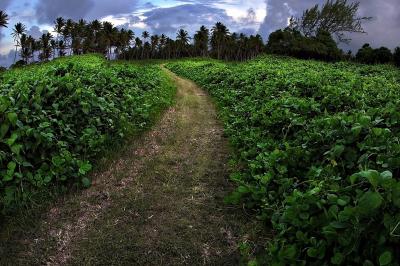 DSC_4644JunglePathFxSh2_33Pct.jpg