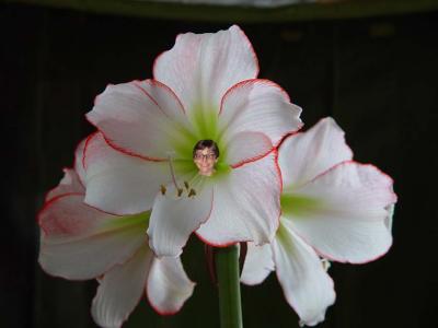 Genetic_Engineering_Amarylis.jpg