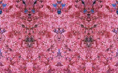 u39/nycnoise/medium/25385929.CHERRY2.jpg