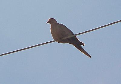 Eurasian Collared/ Mourning - Hybrid Doves - Memphis, TN