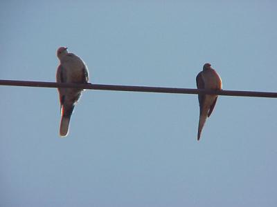 Eurasian Collared-Dove and Morning Dove