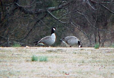 Richardson's Geese