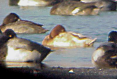 Leucistic - Lesser Scaup, female - 2-3-04