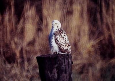 Kriders - Red-tailed Hawk - immature