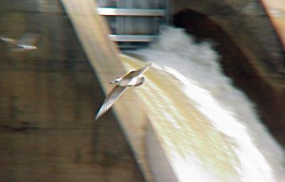 Thayer's Gull - 2-14-04 - in-flight