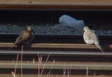 Mourning Dove color variant.