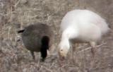 Cackling Goose - small dark w-Snow