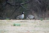 Richardsons Geese