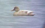 Leucistic Gadwall - 1-25-04 Britton Ford.