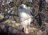 Partial  Albinism - Red-tailed Hawk