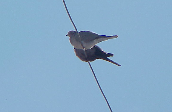 ECDO-MODO- perched.jpg